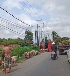 Truk Pengangkut Babi Terguling di Jalinsum Terbanggi Besar, Viral Jadi Tontonan Warga