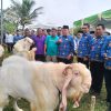Bazar Hewan Qurban Tanggamus 2026 Dibuka, Bupati Borong 10 Kambing dari Peternak Lokal