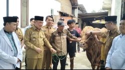Bupati Tanggamus Serahkan Sapi Kurban Presiden Prabowo Seberat 1 Ton Lebih ke Masjid Al-Khasyi’in