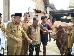 Bupati Tanggamus Serahkan Sapi Kurban Presiden Prabowo Seberat 1 Ton Lebih ke Masjid Al-Khasyi’in
