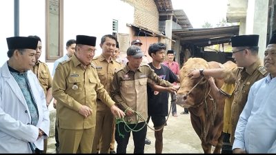 Bupati Tanggamus Serahkan Sapi Kurban Presiden Prabowo Seberat 1 Ton Lebih ke Masjid Al-Khasyi’in