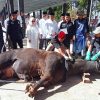 Bupati Tanggamus Saksikan Penyembelihan Hewan Kurban, 7 Sapi dan 28 Kambing Disalurkan untuk Warga Kurang Mampu