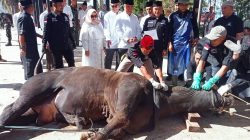 Bupati Tanggamus Saksikan Penyembelihan Hewan Kurban, 7 Sapi dan 28 Kambing Disalurkan untuk Warga Kurang Mampu