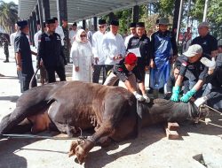 Bupati Tanggamus Saksikan Penyembelihan Hewan Kurban, 7 Sapi dan 28 Kambing Disalurkan untuk Warga Kurang Mampu